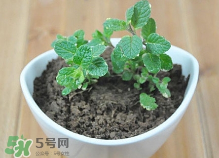 薄荷能放臥室嗎？薄荷能不能放臥室