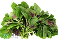 莧菜怎么種？莧菜如何種植