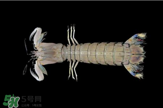 皮皮蝦有黃嗎？皮皮蝦什么時(shí)候有黃？
