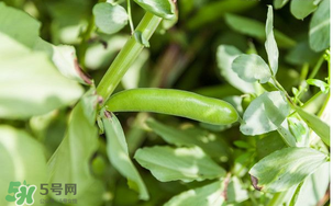 什么人不能吃蠶豆？吃蠶豆的禁忌人群
