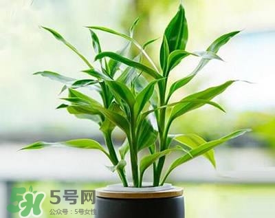 富貴竹可以和百合一起養(yǎng)嗎？富貴竹可以和什么花養(yǎng)？