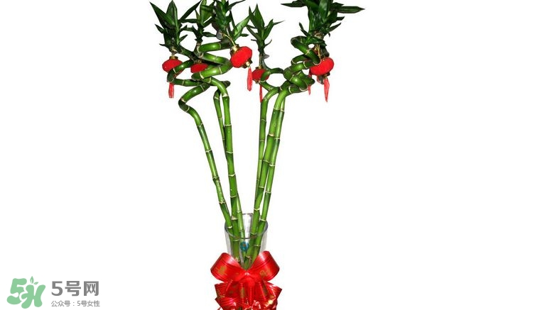 富貴竹可以和百合一起養(yǎng)嗎？富貴竹可以和什么花養(yǎng)？