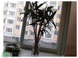 富貴竹葉子發(fā)黃怎么辦？富貴竹怎么養(yǎng)才能更旺盛？