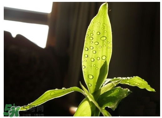 富貴竹葉子發(fā)黃怎么辦？富貴竹怎么養(yǎng)才能更旺盛？