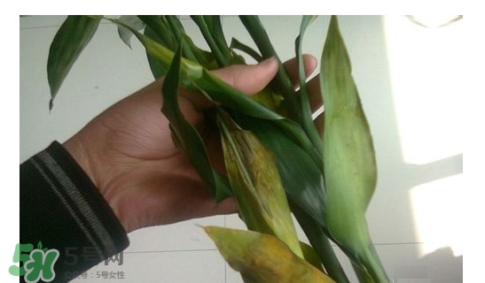 富貴竹葉子發(fā)黃怎么辦？富貴竹怎么養(yǎng)才能更旺盛？