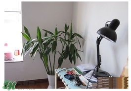 富貴竹葉子發(fā)黃怎么辦？富貴竹怎么養(yǎng)才能更旺盛？