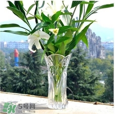 富貴竹有幾個品種？富貴竹有種子嗎？