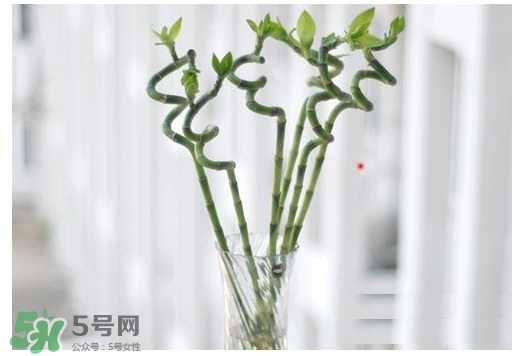 富貴竹葉子發(fā)黃怎么辦？富貴竹怎么養(yǎng)才能更旺盛？