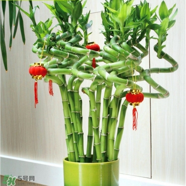 富貴竹有毒嗎？富貴竹有什么作用？