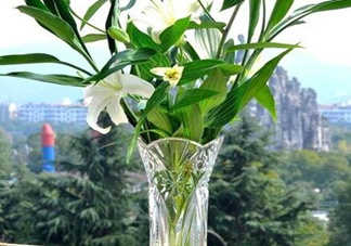 富貴竹有幾個(gè)品種？富貴竹有種子嗎？