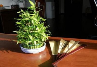 富貴竹葉子發(fā)黃怎么辦？富貴竹怎么養(yǎng)才能更旺盛？