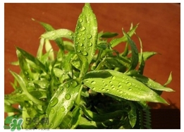 富貴竹葉子發(fā)黃怎么辦？富貴竹怎么養(yǎng)才能更旺盛？