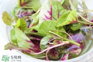 莧菜怎么洗？莧菜怎么擇