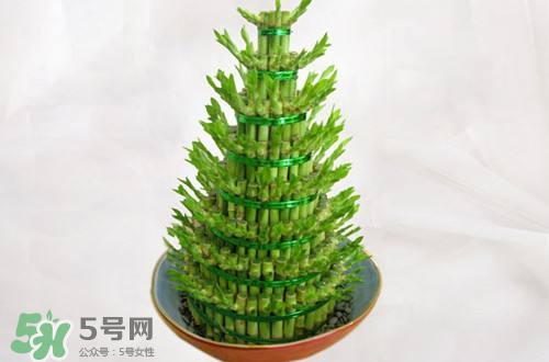 富貴竹可以和百合一起養(yǎng)嗎？富貴竹可以和什么花養(yǎng)？