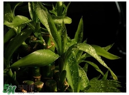 富貴竹葉子發(fā)黃怎么辦？富貴竹怎么養(yǎng)才能更旺盛？