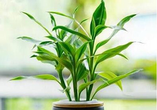 富貴竹可以和百合一起養(yǎng)嗎？富貴竹可以和什么花養(yǎng)？