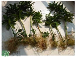 富貴竹葉子發(fā)黃怎么辦？富貴竹怎么養(yǎng)才能更旺盛？