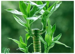 富貴竹葉子發(fā)黃怎么辦？富貴竹怎么養(yǎng)才能更旺盛？