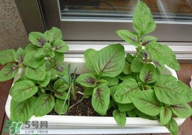 莧菜怎么種？莧菜如何種植