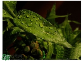 富貴竹葉子發(fā)黃怎么辦？富貴竹怎么養(yǎng)才能更旺盛？