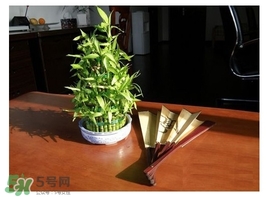 富貴竹葉子發(fā)黃怎么辦？富貴竹怎么養(yǎng)才能更旺盛？