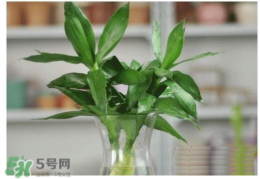 富貴竹葉子發(fā)黃怎么辦？富貴竹怎么養(yǎng)才能更旺盛？