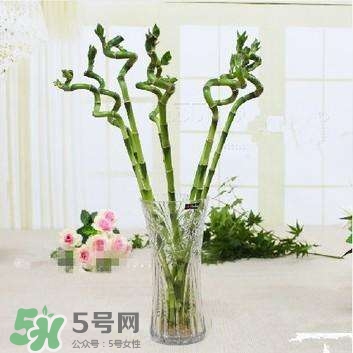 富貴竹有幾個品種？富貴竹有種子嗎？