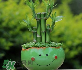 富貴竹可以和百合一起養(yǎng)嗎？富貴竹可以和什么花養(yǎng)？