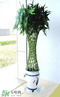 富貴竹有幾個品種？富貴竹有種子嗎？