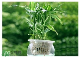 富貴竹葉子發(fā)黃怎么辦？富貴竹怎么養(yǎng)才能更旺盛？