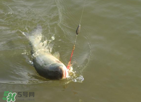 谷雨好釣魚嗎？谷雨釣魚用什么餌料？