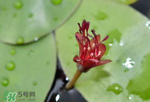 莼菜多少錢一斤？莼菜多少錢一斤2017？