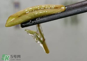 莼菜多少錢一斤？莼菜多少錢一斤2017？