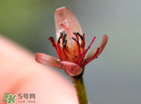 莼菜是什么菜？莼菜是荷葉嗎？