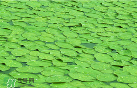 莼菜可以生吃嗎？莼菜怎么吃？