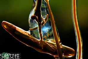 ?莼菜什么時(shí)節(jié)有？莼菜什么時(shí)候采摘？
