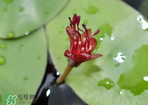 莼菜能放冰箱嗎？莼菜怎么保存？