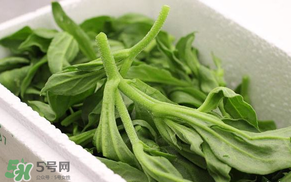 冰菜什么人不適宜吃？冰菜什么體質(zhì)不能吃？