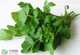 西洋菜是什么菜？西洋菜是什么樣的