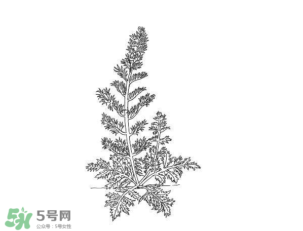 白蒿孕婦能吃嗎？孕婦可以吃白蒿嗎？