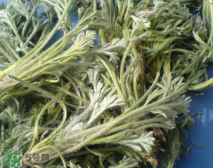 白蒿能治黃疸嗎？白蒿水可以治黃疸嗎？
