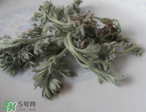 白蒿能治黃疸嗎？白蒿水可以治黃疸嗎？