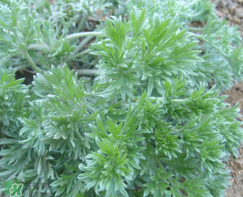白蒿多少錢一斤？白蒿的價(jià)格