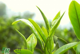 谷雨為什么喝谷雨茶？谷雨茶是什么茶？