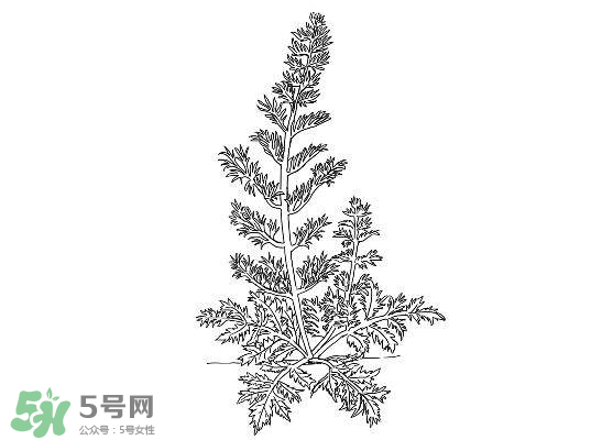白蒿能生吃嗎？白蒿能不能生吃？