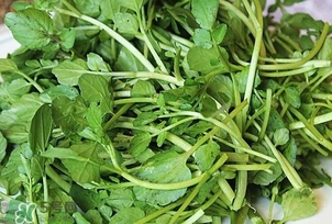 西洋菜是什么菜？西洋菜是什么樣的