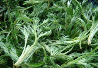 白蒿能治黃疸嗎？白蒿水可以治黃疸嗎？