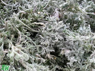 白蒿怎么做好吃？白蒿的做法