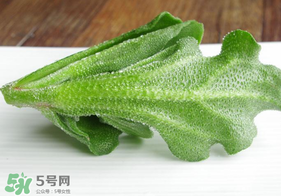 冰草不能和什么一起吃？冰草不能和什么同時吃？