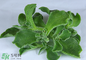 冰草可以放冰箱嗎？冰草能用冰塊保存嗎？